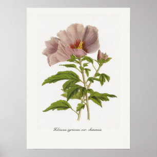 Poster Hibiscus syriacus var. chinensis