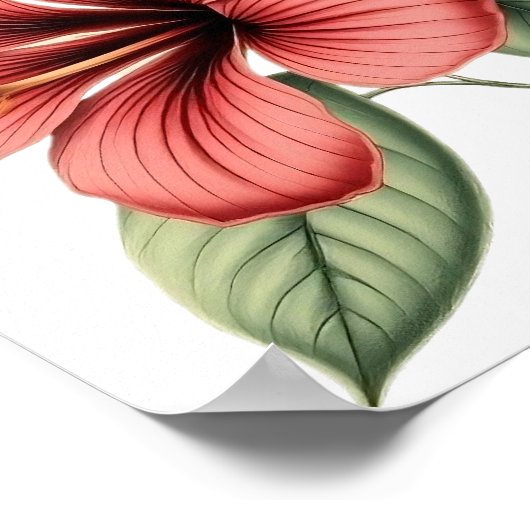 Poster Hibiscus Vintage (Coin)