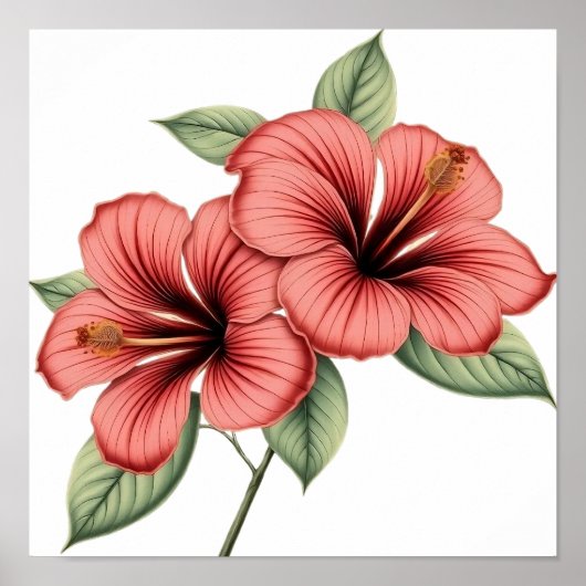 Poster Hibiscus Vintage (Devant)