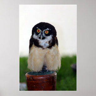 Poster Hibou à lunettes