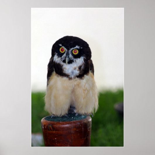 Poster Hibou à lunettes (Devant)