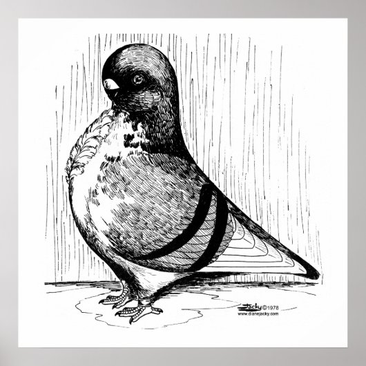 Poster Hibou africain Pigeon 1978 (Devant)