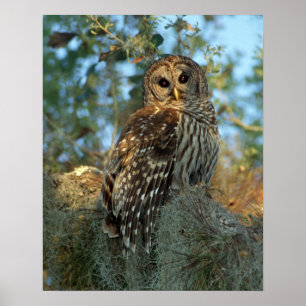Poster Hibou barré perché dans de la mousse espagnole