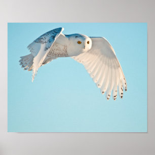 Poster Hibou blanc en vol