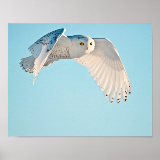 Poster Hibou blanc en vol (Devant)