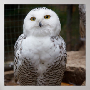 Poster Hibou blanc magnifique