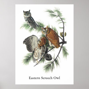 Poster Hibou de cri strident oriental, John Audubon