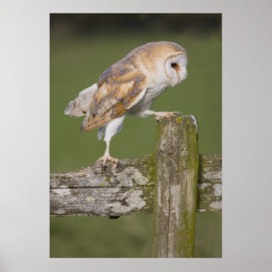 Poster Hibou de grange allant pour une balade
