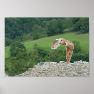 Poster Hibou de grange en vol