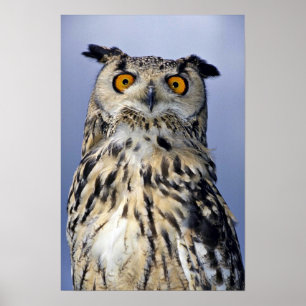 Poster hibou de l'aigle