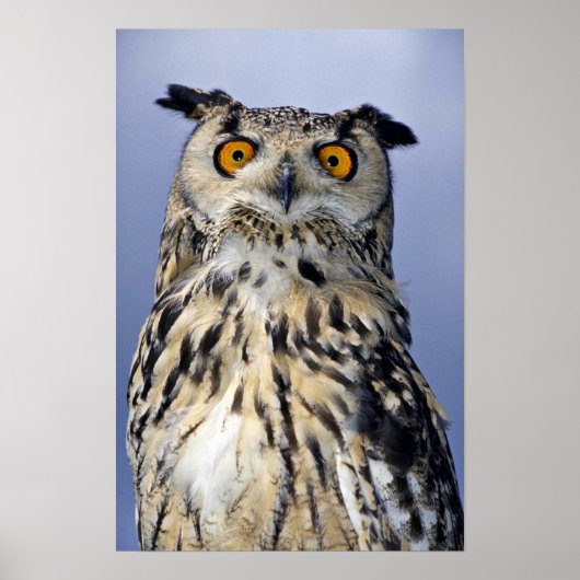 Poster hibou de l'aigle (Devant)