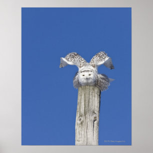 Poster Hibou de Milou sur un poteau, préparant pour