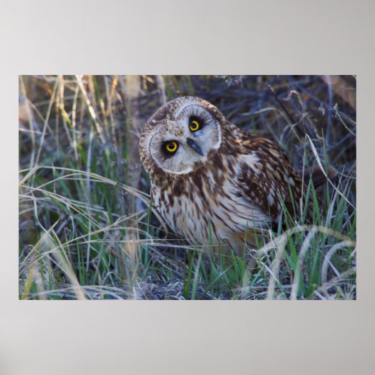 Poster Hibou des marais (Devant)