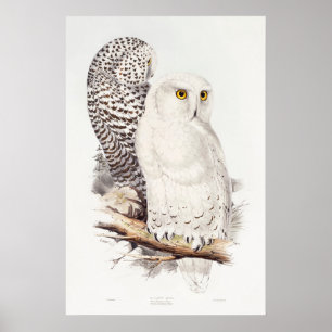 Poster Hibou des neiges (1832–1837)