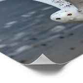 Poster Hibou des neiges sur la plage (Coin)