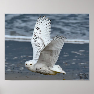 Poster Hibou des neiges sur la plage 