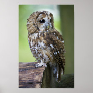 Poster Hibou fauve