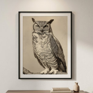 Poster Hibou grand-duc vintage antique sépia oiseau