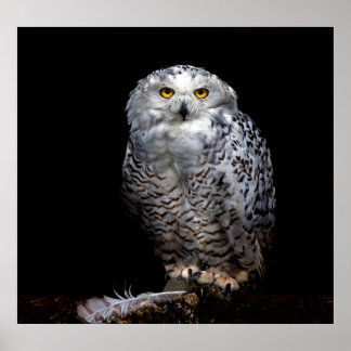Poster Hibou neigeux