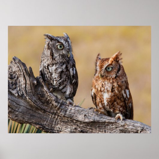 Poster Hibou petit-duc perché dans un arbre (Devant)