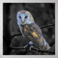 Hibou : Photographie couleur sélective