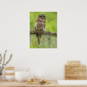 Poster Hibou rayé sur branche d'arbre (Cuisine)