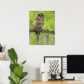 Poster Hibou rayé sur branche d'arbre (Bureau à domicile)