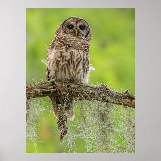 Poster Hibou rayé sur branche d'arbre (Devant)
