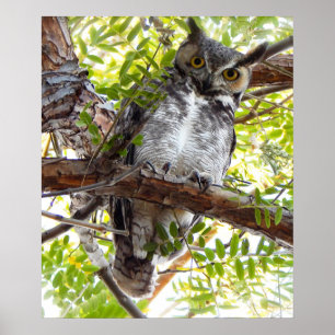 Poster Hibou regardant vers le bas depuis une branche