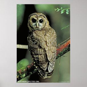 Poster Hibou repéré du nord