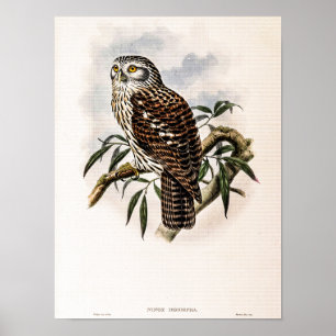 Poster Hibou vintage de John Gould
