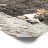 Poster Hiboux (Coin)