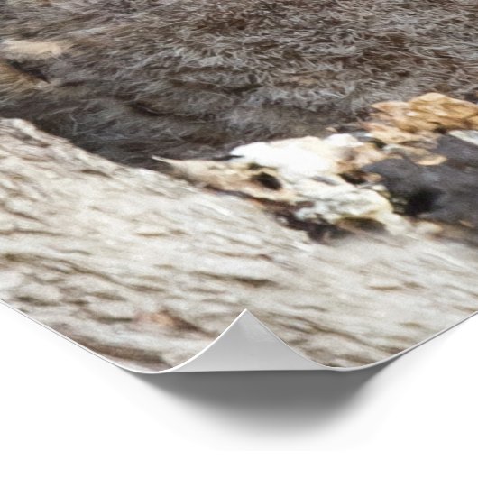 Poster Hiboux (Coin)