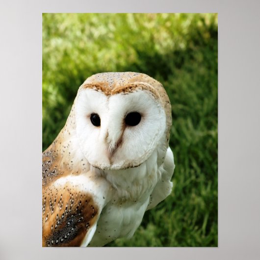 Poster Hiboux (Devant)