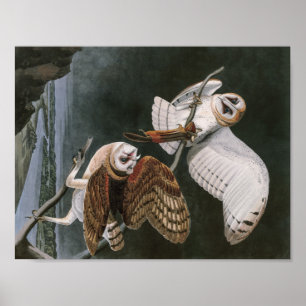 Poster Hiboux de grange, les oiseaux de l'Amérique John