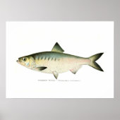 Poster Hickory Shad (Devant)