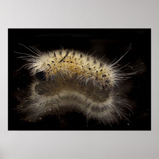 Poster Hickory Tussock Caterpillar (Devant)