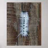 Poster Hickory Tussock Moth (Devant)