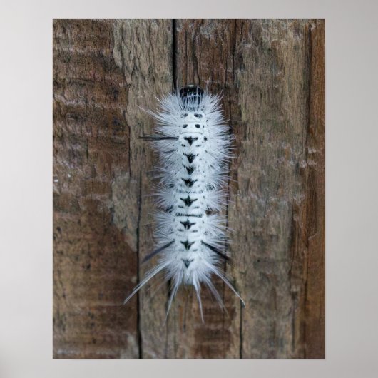 Poster Hickory Tussock Moth (Devant)