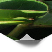 Poster Hidden Dragon Lizard Australia ZIZZAGO (Hoek)