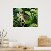 Poster Hidden Dragon Lizard Australie ZIZAGO (Cuisine)