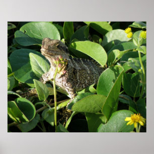 Poster Hidden Dragon Lizard Australie ZIZAGO