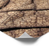 Poster Hide d'Afrique (Coin)