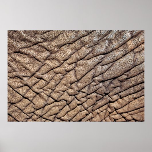 Poster Hide d'Afrique (Devant)