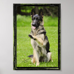Poster High Five German Shepherd