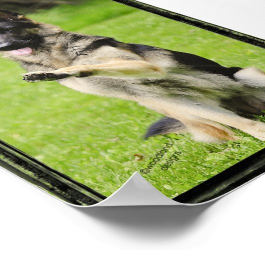 Poster High Five German Shepherd (Coin)