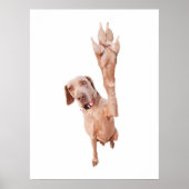 Poster High Five Weimaraner (Devant)