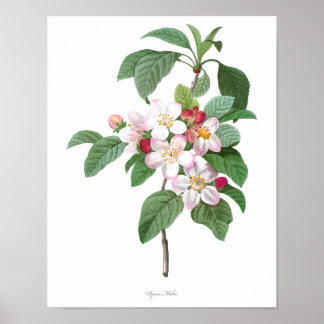 Poster HIGHEST QUALITY Botanical print of Apple Blossom