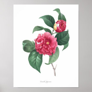 Poster HIGHEST QUALITY Botanical print of Camellia