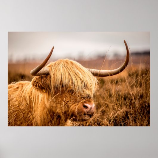 POSTER HIGHLAND CATTLE (Devant)